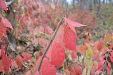 burning bush escaped in woodland near Macomb