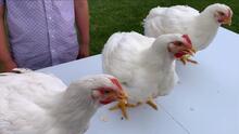 grand champion meat pen