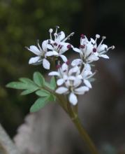 Harbinger-of-spring flowers