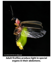 Male firefly flying and blinking, with yellow trail of light. Adult fireflies produce light in special organs in their abdomens.