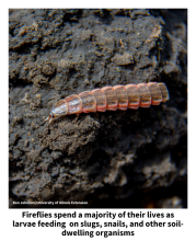 Brown and pink firefly larva crawling on soil. Fireflies spend a majority of the lives as larvae feeding  on slugs, snails, and other soil dwelling organisms