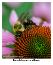 yellow and black bumble bee feeding on a purple coneflower flower