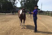 grand champion showmanship