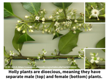 Holly plants are dioecious, meaning they have separate male (top) and female (bottom) plants. 