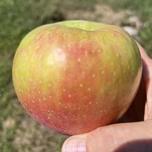 honeycrisp apple
