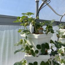 Hydroponic strawberries in various stages of fruiting. 
