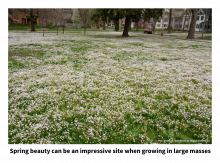 Spring beauty can be an impressive site when growing in large masses - lawn full of white spring beauty flowers