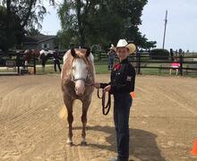Reserve Champion Horse at Halter