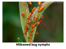 milkweed bug nymphs