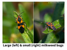large and small milkweed bugs