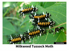 group of milkweed tussock moth caterpillars