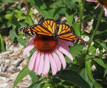 Monarch adult on purple coneflower