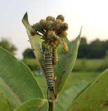 Monarch caterpillars on common milkweed