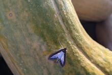 moth on pumpkin