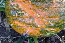 caterpillars on pumpkins