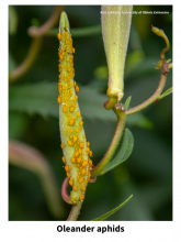oleander aphids on milkweed seed pod