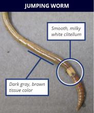 Jumping worms have a smooth, dark body and a light-colored band that is not raised, unlike other worms