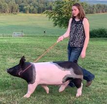 grand champion barrow