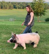 grand champion gilt
