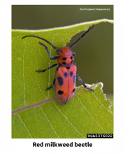 More Than Monarchs - What Are Those Bugs On My Milkweed? | Good Growing ...