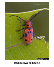 Red milkweed beetle 
