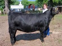 grand champion heifer