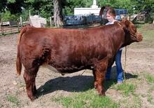 grand champion steer