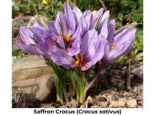 flowers of saffron crocus with reddish-orange stigmas which the spice saffron comes from