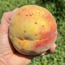 san jose scale on peach
