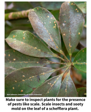 Make sure to inspect plants for the presence of pests like scale. Yellow scale insects and black sooty mold on the leaf of a schefflera plant. 