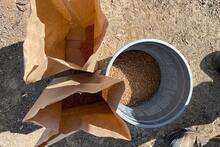 seed in paper bags