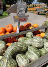 Background of pumpkin patch. Foreground includes display of orange squash and green strip cushaw, listed at $4 each. Cushaw squash are white and green stripped with a crookneck.