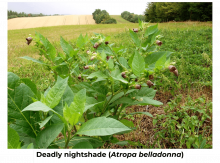 Deadly nightshade (Atropa belladonna) plant in a field