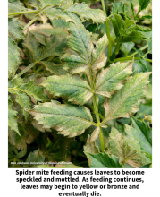 Spider mite feeding causes leaves to become speckled and mottled. As feeding continues, leaves may begin to yellow or bronze and eventually die. Dahlia leaves that have small yellow spots on them and have begun bronze along their margins
