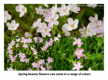 Spring beauty flowers can come in a range of colors from white to pink to nearly crimson