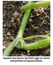 Squash vine borers lay their eggs on stems and petioles of squash plants. Adult squash vine borer laying an egg on the stem of a squash plant