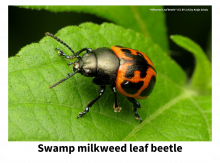 Swamp milkweed beetle