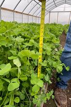 measuring height of plants