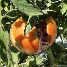 water cracking on tomato after heavy rain