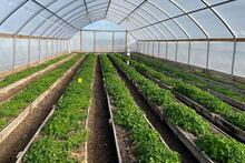 greenhouse