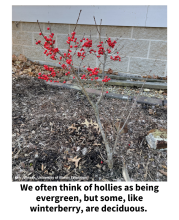 Winterberry with red berries. We often think of hollies as being evergreen, but some, like winterberry, are deciduous. 