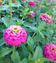 zinnia