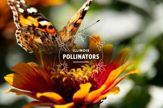 butterfly on plant for illinois pollinator