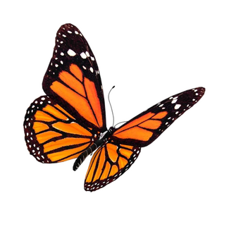 A monarch butterfly