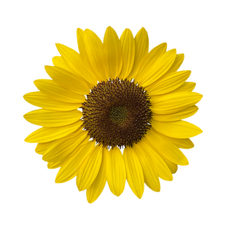 A sunflower