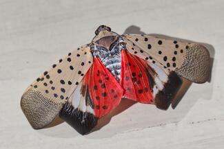 spotted lanternfly moth