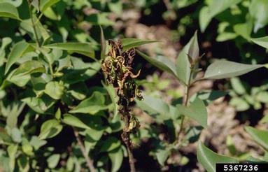 bacterial leaf spot on lilac