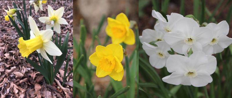 From Left to Right: Trumpet Daffodil (Division 1) 'February Silver'; Large-cupped  (Division2) Daffodil ‘Spelter’; Small-cupped (Division3) Daffodil ‘Dallas’