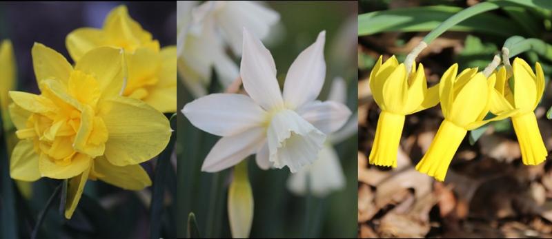 From Left to Right: Double (Division 4) Daffodil 'Double Smiles'; Triandrus (Division 5) Daffodils ‘Thalia’; Cyclamineus (Division 6) Daffodil ‘Rapture’