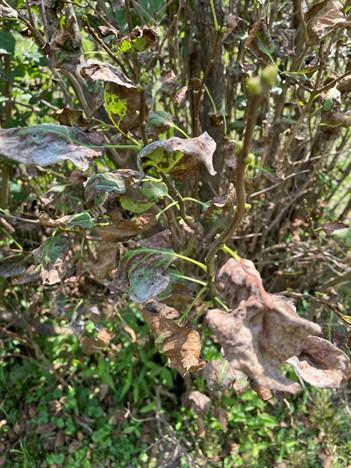 diseased lilac leaves